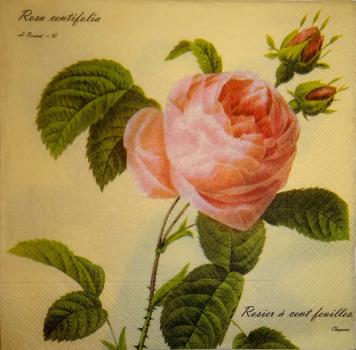 196 Roses - 3-ply (cream) - Home Fashion