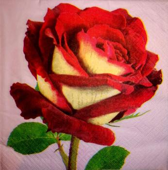 206 Roses - 3-ply  - Atelier