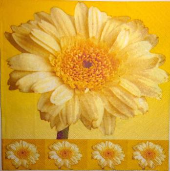 100 Daisies  - 3 ply