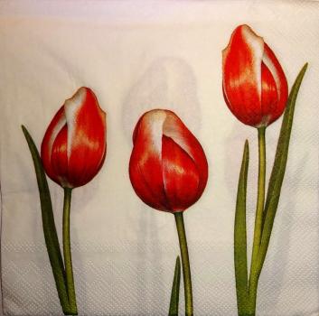 044 Tulpen - 3 lagig - (weiss) - Ihr