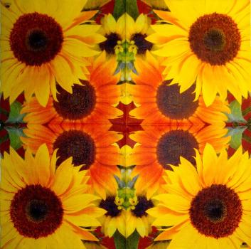 087 Sunflowers - 3-ply - Fasana