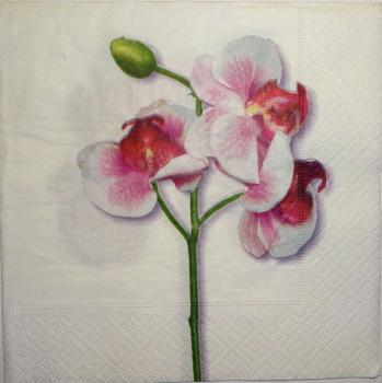 047 Orchids - 3 ply - (weiß)