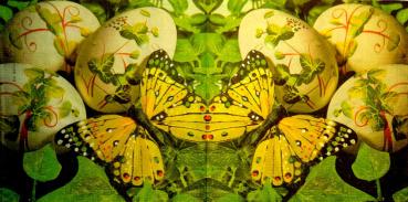 080 Butterflies - 3 ply - Depot - C.Müller