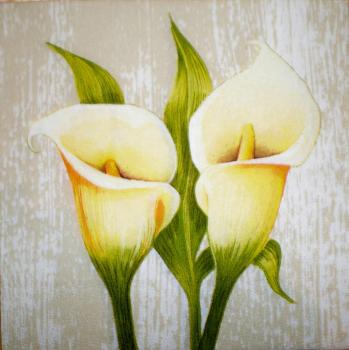 002 Calla - 3-ply