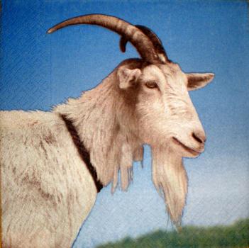023 Sheep - 3-ply