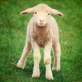 029 Sheep - 3-ply - Home Fashion
