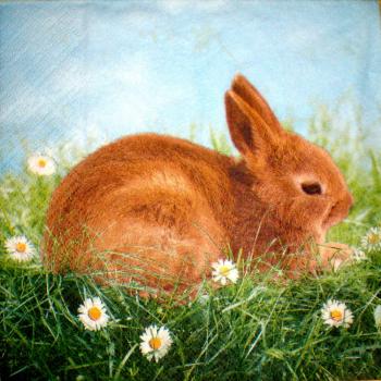 079 Rabbits:  natürlich - 3 ply  - Atelier