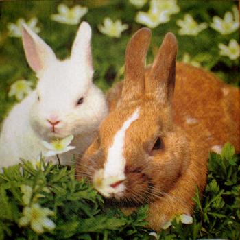 083 Rabbits:  natürlich - 3-ply  - Stewo