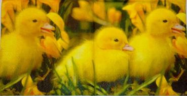 065 Enten - 3-lagig - Stewo