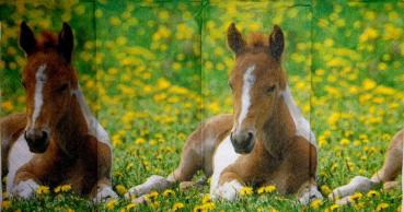 080 Horses - 4-ply - Paper Design - Handkerchief