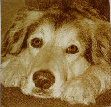 113 Dogs - 3-ply - Atelier