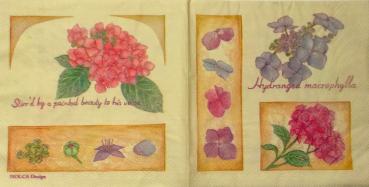 041 Hydrangeas - 3-ply (cream) - MOLCA