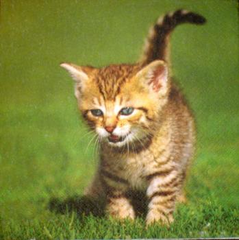 016 Katzen - 3-lagig
