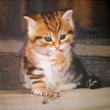 019 Katzen - 3-lagig - Home Fashion