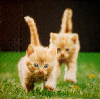 023 Cats - 3-ply - Paper Design