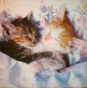 026 Cats - 3-ply - Ti-Flair