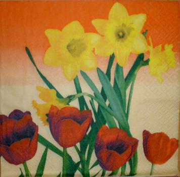 018 Tulpen