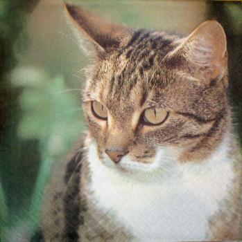 043 Cats - 3-ply - Home Fashion
