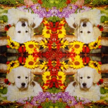 249 Dogs - 3-ply - Nouveau