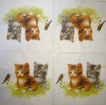 024 Cats - 3-ply - Ambiente