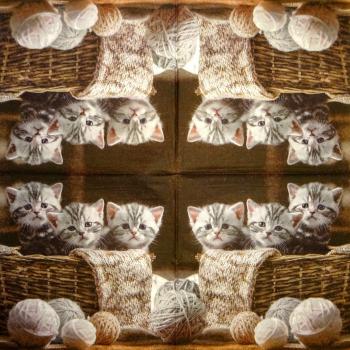 021 Katzen - 3-lagig - Ti-Flair