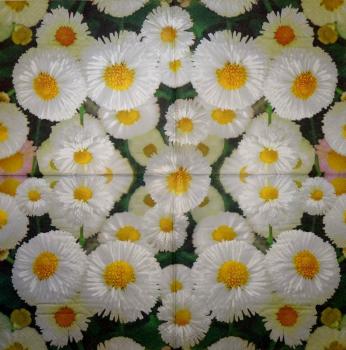 028 Gänseblümchen - 3-ply - Ti-Flair