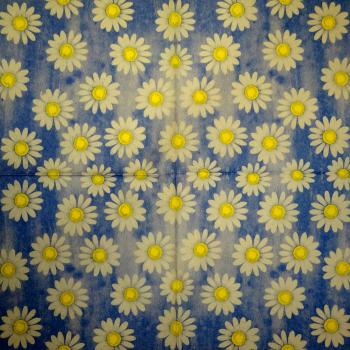 322 Daisies - 3-ply