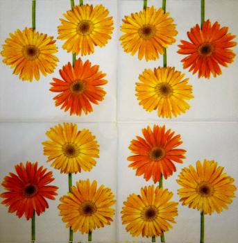 325 Daisies - 3-ply - (weiß) - Ihr