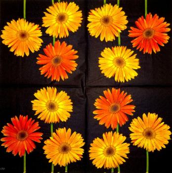 325 Daisies - 3-ply - (black) - Ihr
