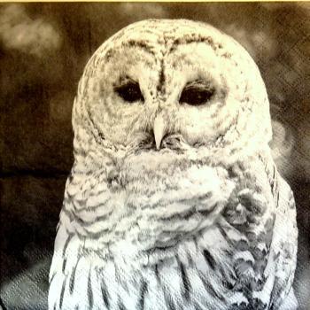 038 Eulen - 3-lagig - Ambiente