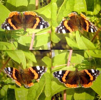 215 Butterflies - 3-ply - Click / Ihr