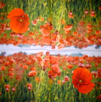 200 Anemonen, Mohn - 3-lagig - Chris Piper