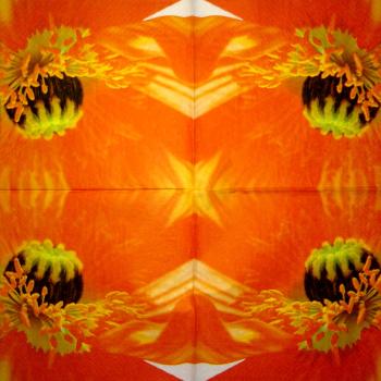 200 Anemones, Poppy - 3-ply - Chris Piper