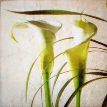 004 Calla - 3-lagig (beige) - Fasana