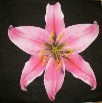 009 Lilies