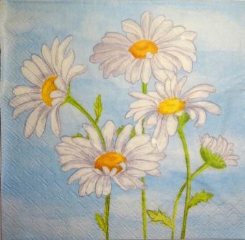 131 Daisies - 3 ply