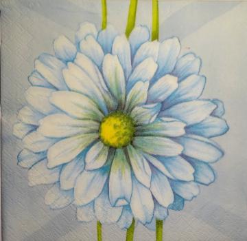 144 Daisies  - 3 ply