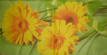 016 Margeriten - 3 lagig -  - Fasana