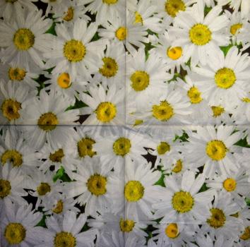237 Daisies  - 3 ply