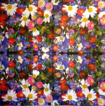 248 Daisies  - 3 ply - Stewo