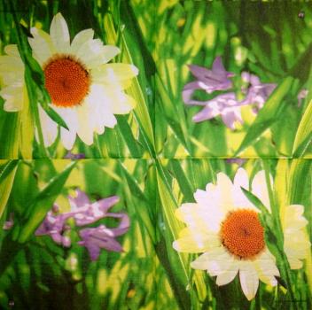 305 Daisies - 3-ply - ppd - Krackenberger