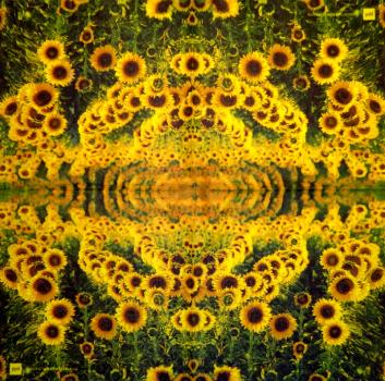 001 Sunflowers - 3 ply
