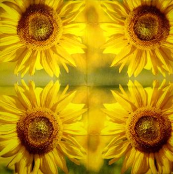 190 Sunflowers - 3-ply - Cool Time