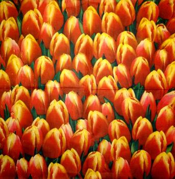 038 Tulips (38) - CS