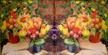 047 Tulpen - 3-lagig