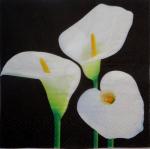 022 Calla - 3-lagig