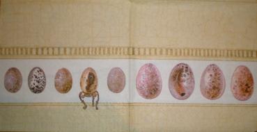 031 Eggs,  Easter Eggs