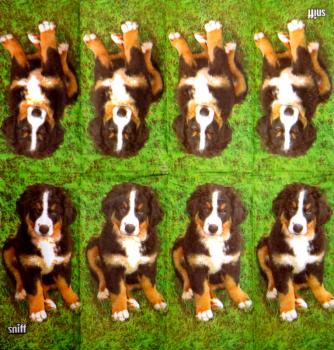 HUN-667 Hunde - 4-lagig - Sniff - Taschentuch