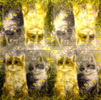 KAT-344 Katzen - 3-lagig