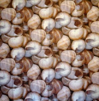 094 Shellfish - 3-ply (blue) - Home Fashion